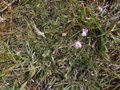 Dianthus micropetalus