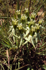 Asclepias eminens