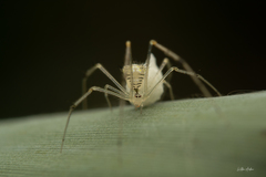 Meotipa spiniventris