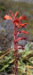 Watsonia schlechteri