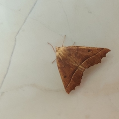 Odontopera bilinearia