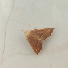 Odontopera bilinearia