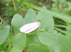 Eilema griseola