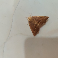 Odontopera bilinearia