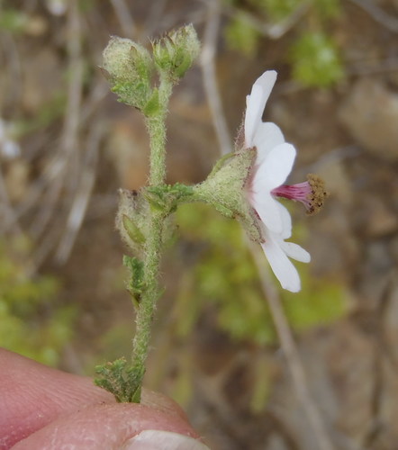 Anisodontea malvastroides, photograph 1