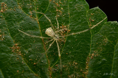 Meotipa spiniventris