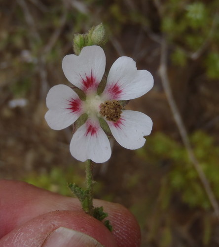 Anisodontea malvastroides, photograph 2