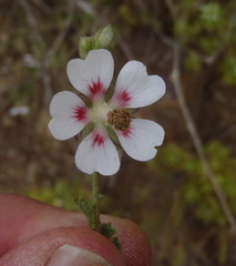 Anisodontea malvastroides