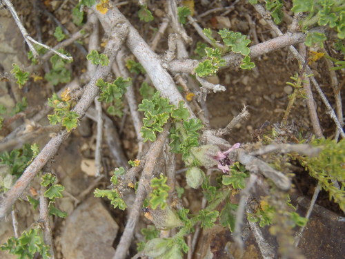 Anisodontea malvastroides