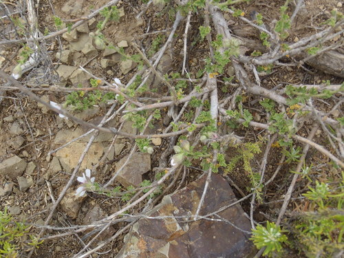 Anisodontea malvastroides, photograph 3