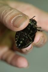 Hydrophilus aterrimus