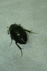 Hydrophilus aterrimus