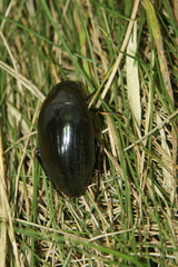 Hydrophilus aterrimus