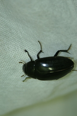 Hydrophilus aterrimus