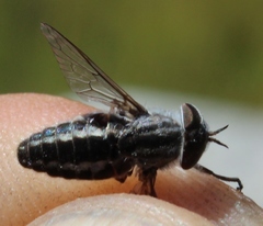 Tabanus taeniatus