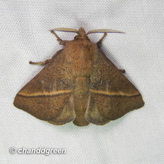 Quasithosea obliquistriga