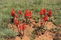 Erythrina zeyheri