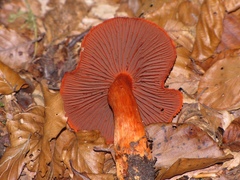 Cortinarius purpureus
