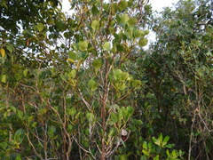 Aegiceras corniculatum