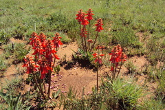 Erythrina zeyheri