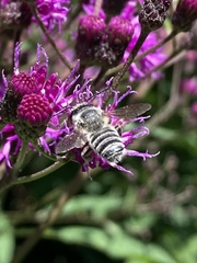 Megachile texana