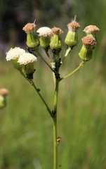 Senecio paniculatus