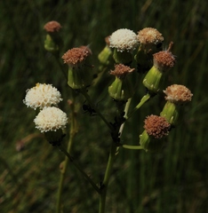 Senecio paniculatus