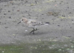 Calidris bairdii