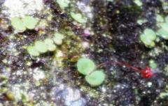 Crassula capensis capensis