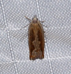 Ancylis goodelliana