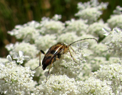 Lepturini
