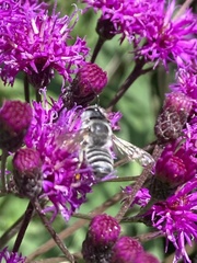 Megachile texana