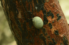 Nerita balteata