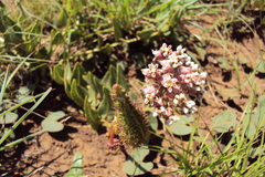Asclepias adscendens