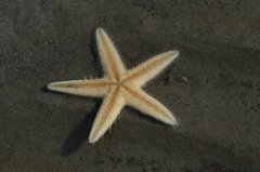 Astropecten polyacanthus