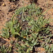 Aloe bergeriana - Photo (c) georgfritz, μερικά δικαιώματα διατηρούνται (CC BY-NC)