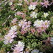 Drosanthemum marinum - Photo (c) kooscl, μερικά δικαιώματα διατηρούνται (CC BY-NC)