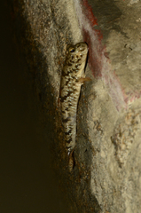 Periophthalmus novemradiatus