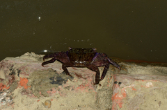 Metopograpsus frontalis