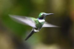 Schistes albogularis