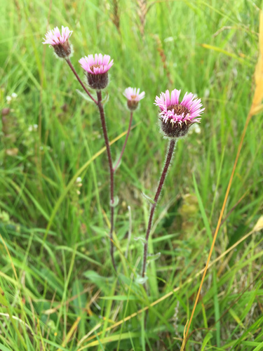 Erigeron borealis (F.Vierh.) Simmons