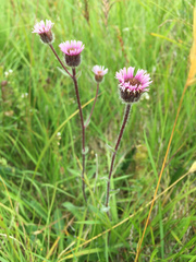 Erigeron borealis