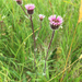 Erigeron borealis - Photo (c) hubbeling, algunos derechos reservados (CC BY-NC), subido por hubbeling