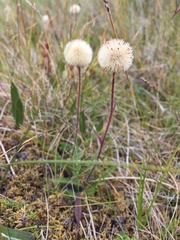 Erigeron borealis
