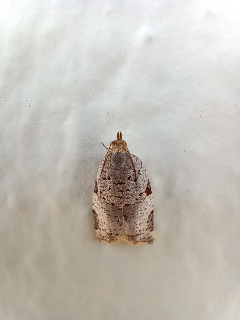 Clepsis domabilis