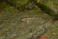 Periophthalmus novemradiatus