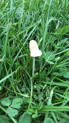 Conocybe apala