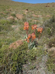 Cotyledon orbiculata oblonga
