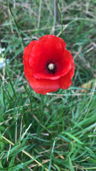 Papaver rhoeas