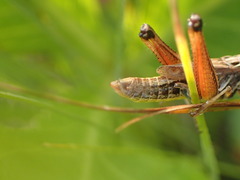 Pseudochorthippus curtipennis